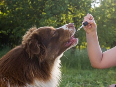 Fleurs de Bach pour chiens : le secret naturel du bonheur canin