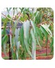 Eucalyptus citronné, Huile Essentielle de Pranarom