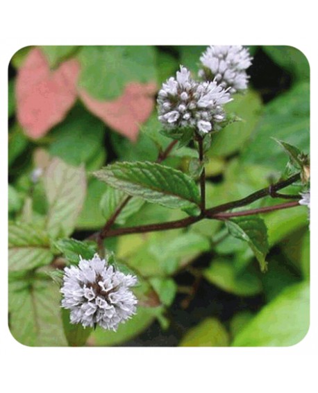 Menthe poivrée Huile Essentielle de Pranarom