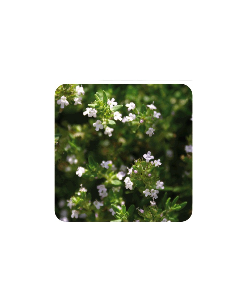 Thym à feuilles de sarriette (satureioides) Huile Essentielle Pranarom