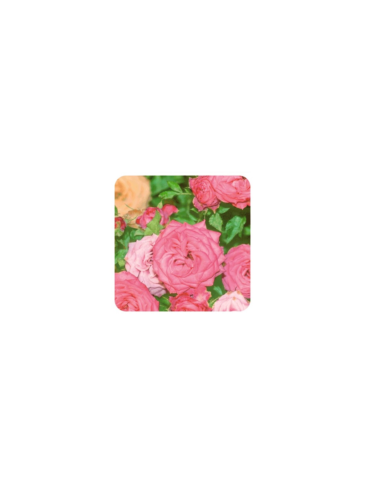 Rose de damas 2ml Huile Essentielle de Pranarom