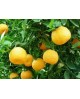 Oranger bigarade / amer Huile Essentielle de Pranarom