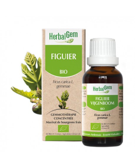 FIGUIER BIO de HERBALGEM