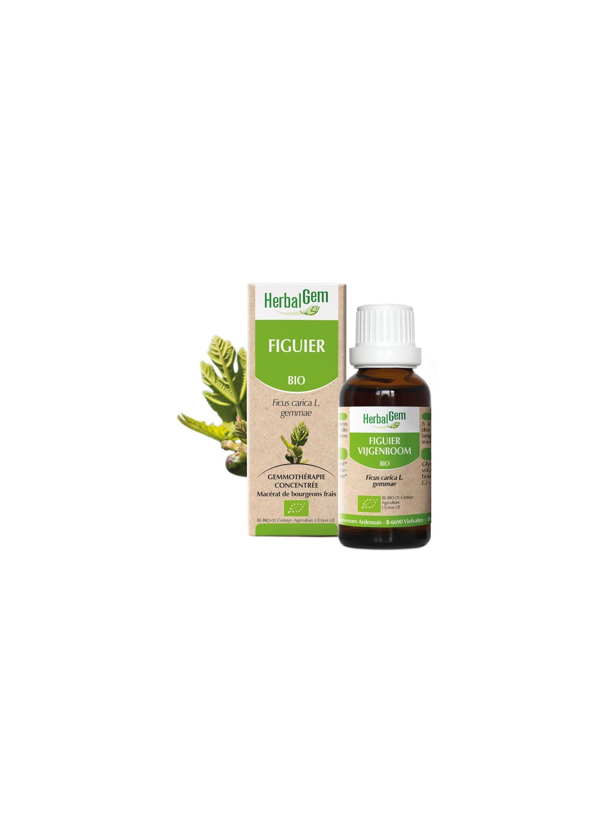 FIGUIER BIO de HERBALGEM