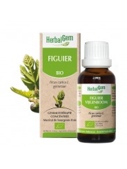 Bourgeon de figuier Herbalgem