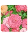 Rose de damas 5ml Huile Essentielle de Pranarom