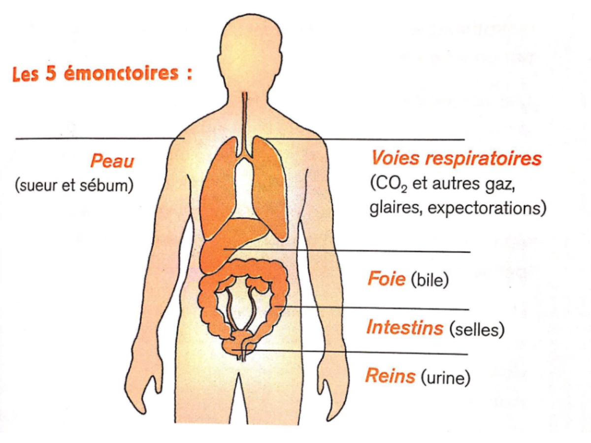 sève de bouleau fraiche : les émonctoires